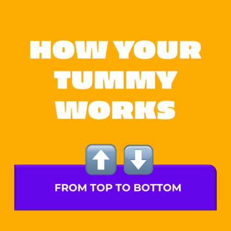 How your tummy works - From top to bottom.