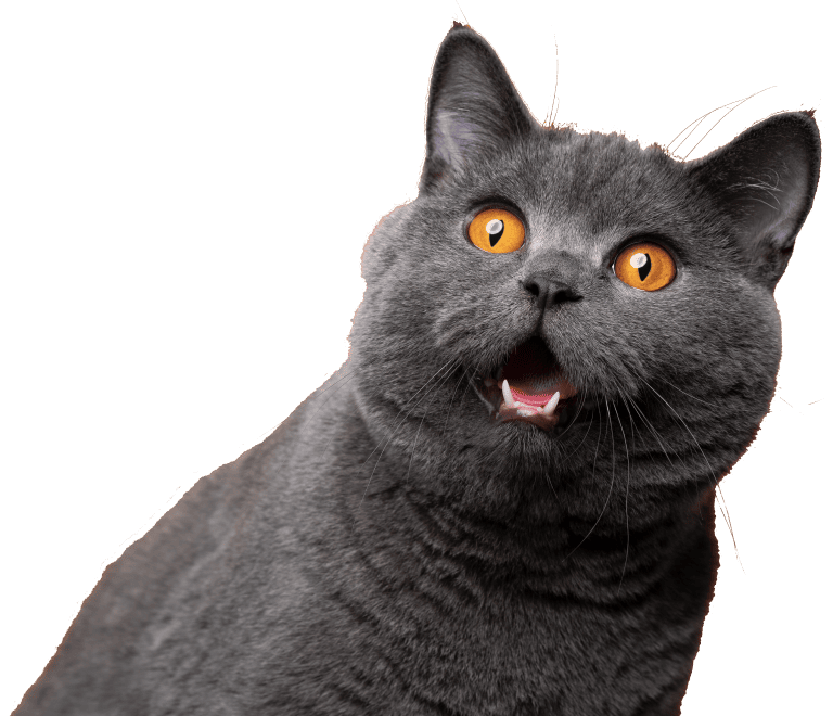 Retouched photo of a grey cat looking shocked